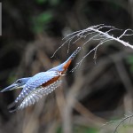 KKK_5621
